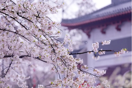 华中之巅500米樱花树又开了，邀你赏武汉最粉樱花！