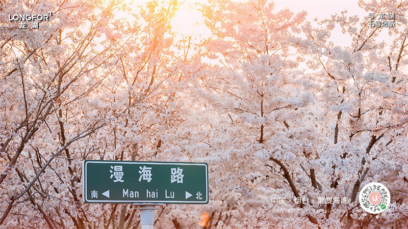 又见樱花烂漫时，2023龙湖海岸樱花节游玩攻略抢先看！