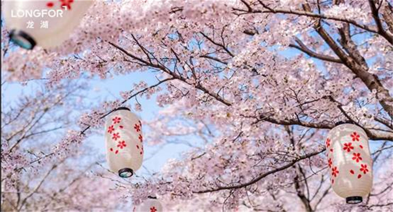又见樱花烂漫时，2023龙湖海岸樱花节游玩攻略抢先看！