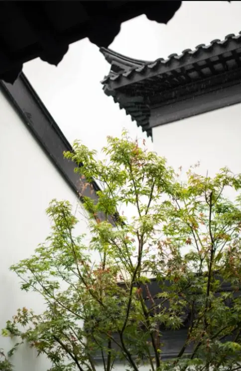 拙政合院 | 院子里的建筑之美——墙瓦·白墙黛瓦