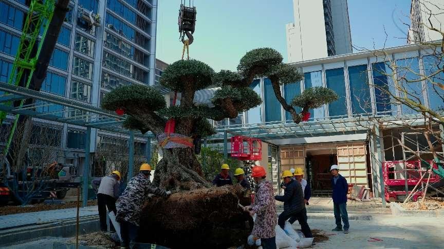 合肥豪宅新卷法：红达·天映千年古桩油橄榄卷出新高度
