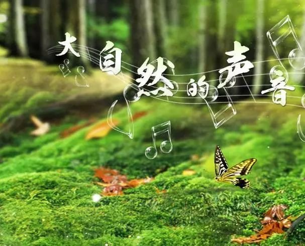 养生音乐|一曲《森林幻想曲》,带你聆听大自然的声音!