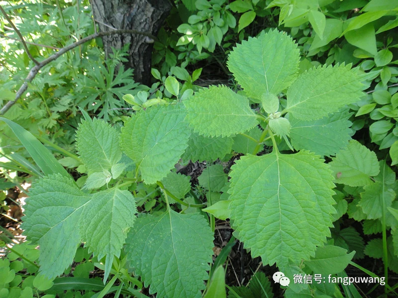 东北野山菜图鉴,鲜美至极!