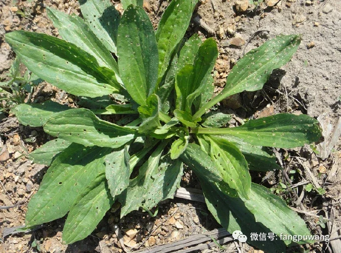 东北野山菜图鉴鲜美至极