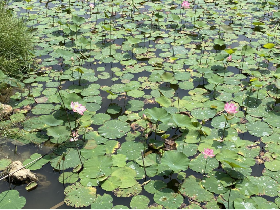 又到凤凰花开时，快来中山翠亨国家湿地公园打卡这份“夏日限定”吧！
