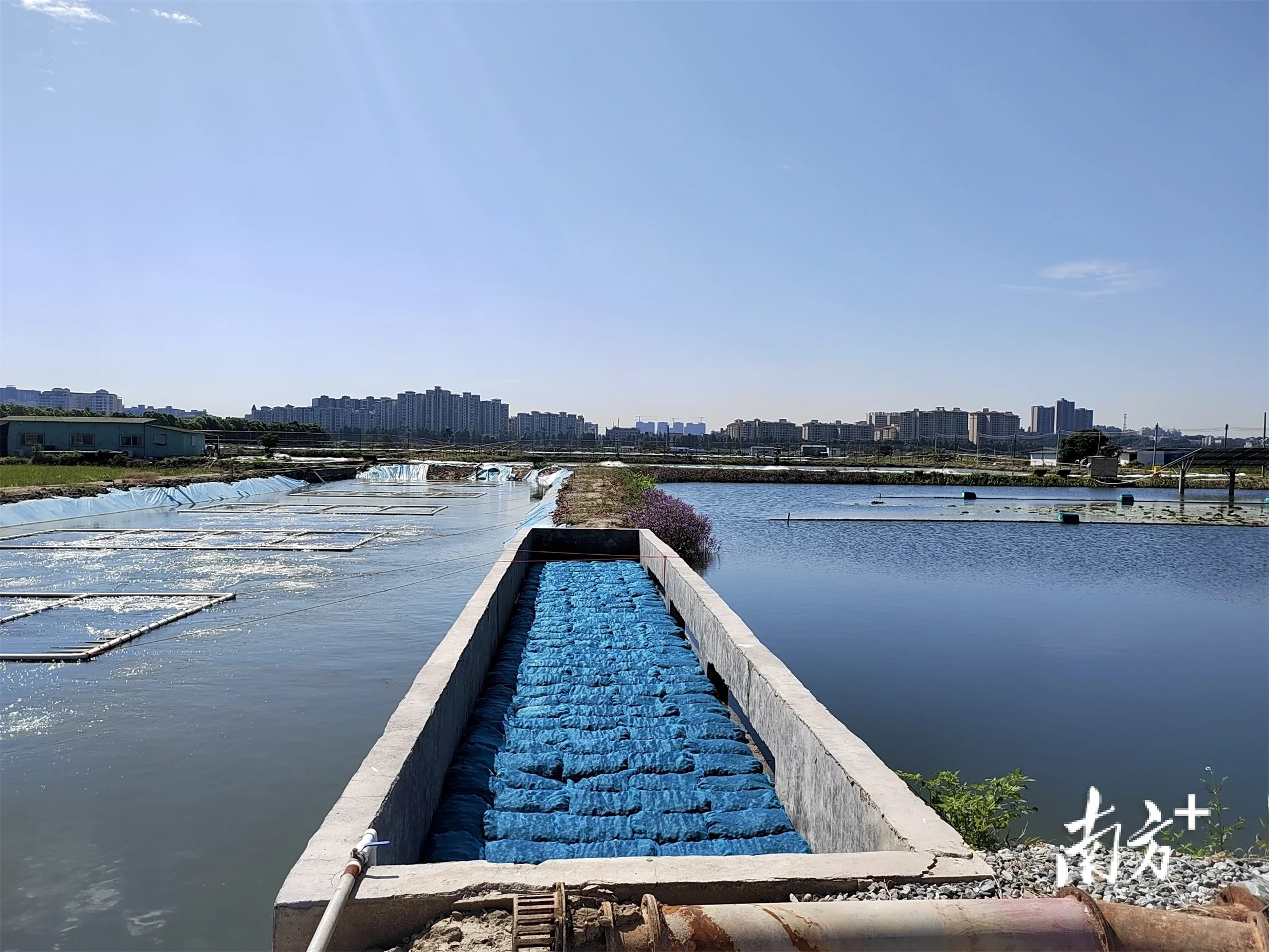 碧水塘前白鹭飞中山尾水治理有了标准范