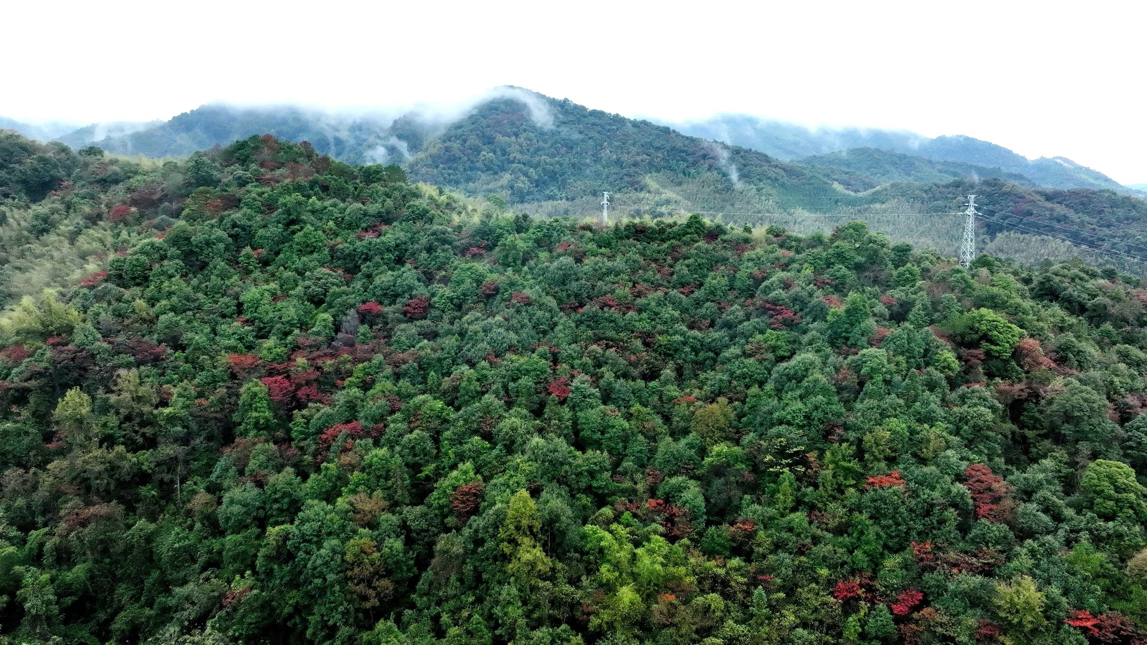 始兴北山清霜醉枫叶秋韵入画来