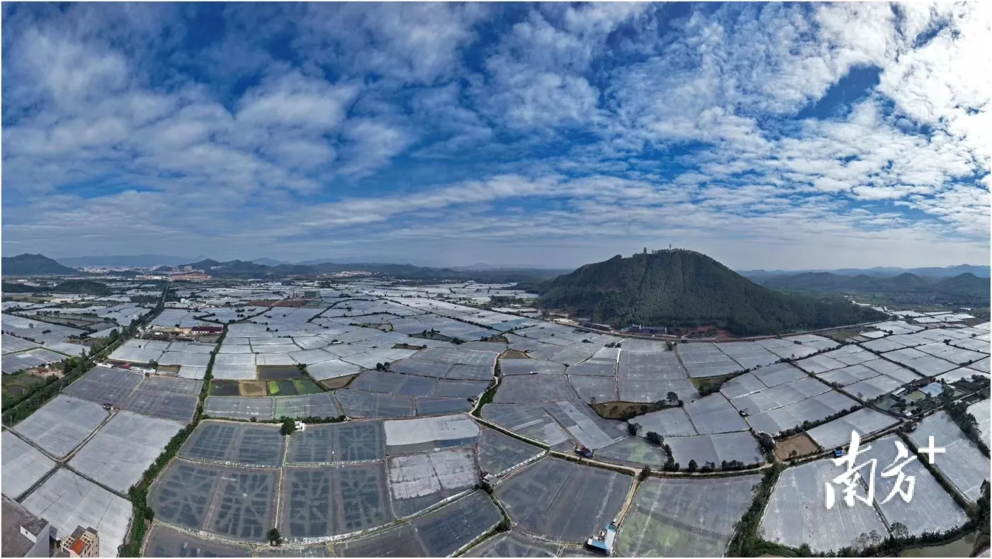 沼虾串起农工旅！从一只虾看肇庆农业现代化发展-房产资讯-房天下