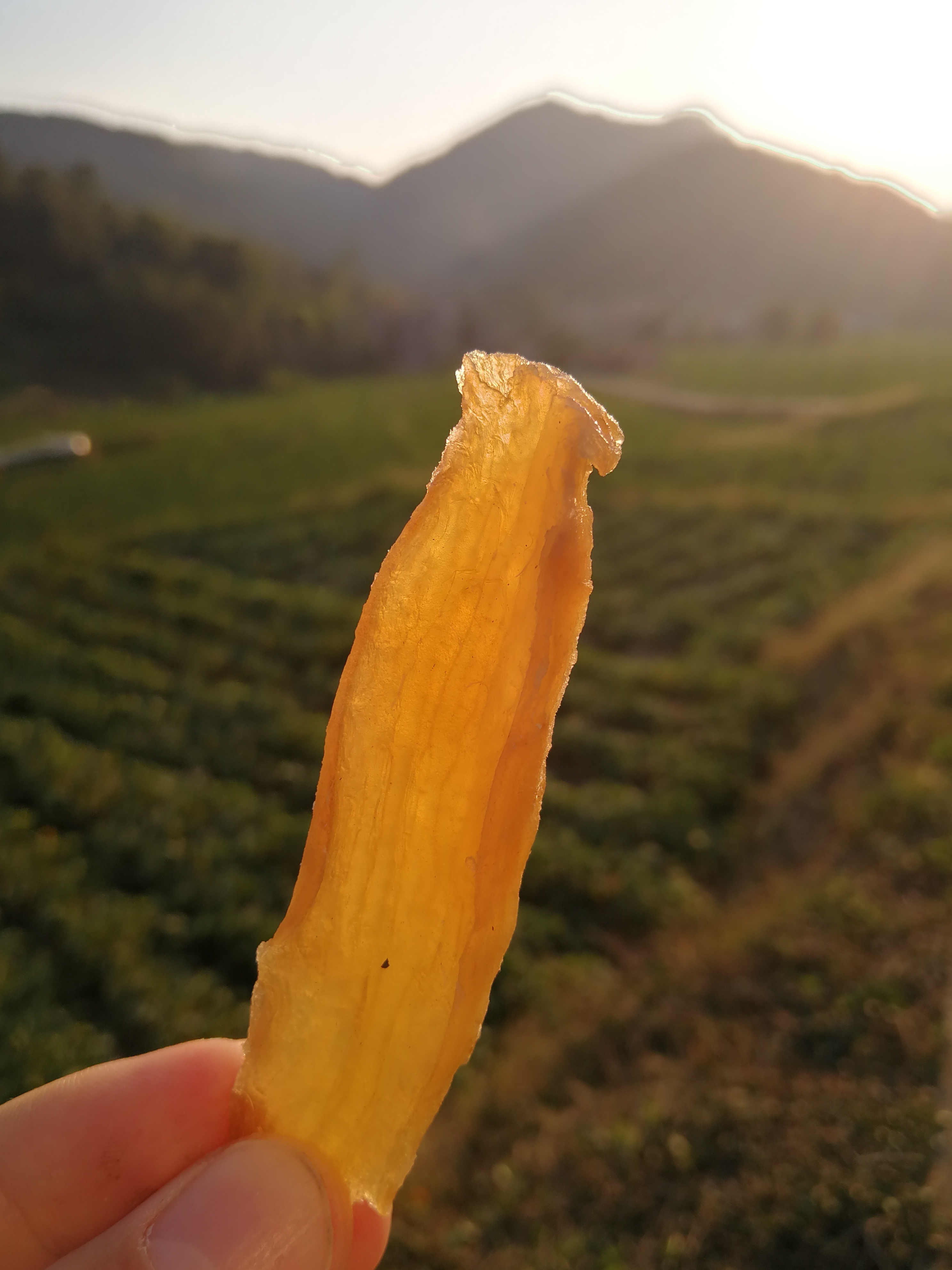 肇庆广宁的“甜蜜经济”，小小番薯干创造千亿产业_潭布镇