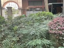 蓝光金双楠二期3室2厅东