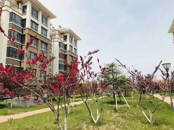 蓬莱 学府上城 2室1厅44万 2室1厅/79.0㎡