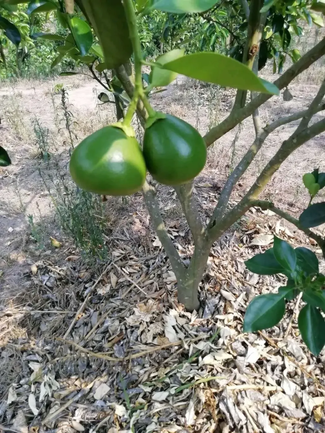 柚子树2000颗树龄4年已挂果