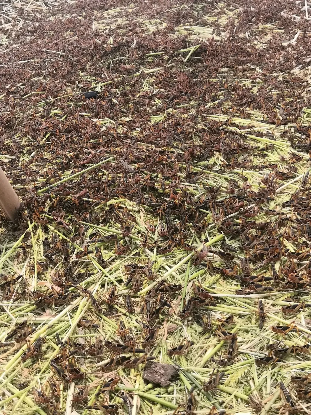 蚂蚱养殖大棚转让带技术带销路