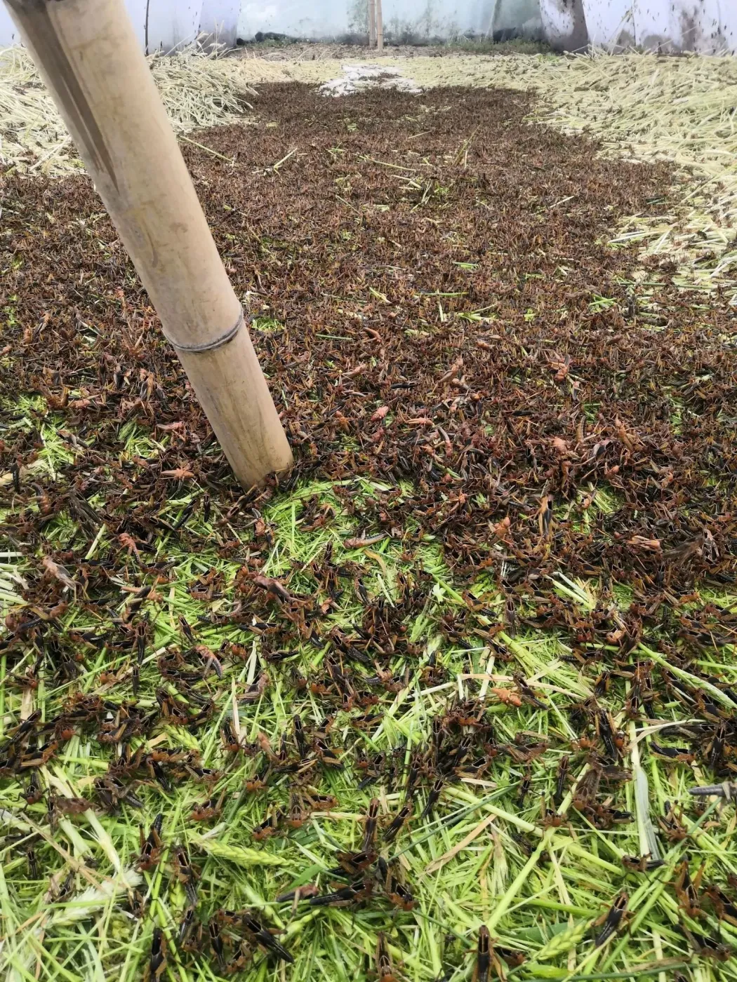 蚂蚱养殖大棚转让带技术带销路