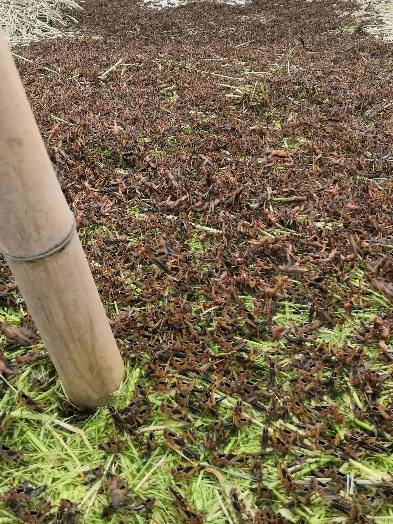 螞蚱養殖大棚轉讓帶技術帶銷路