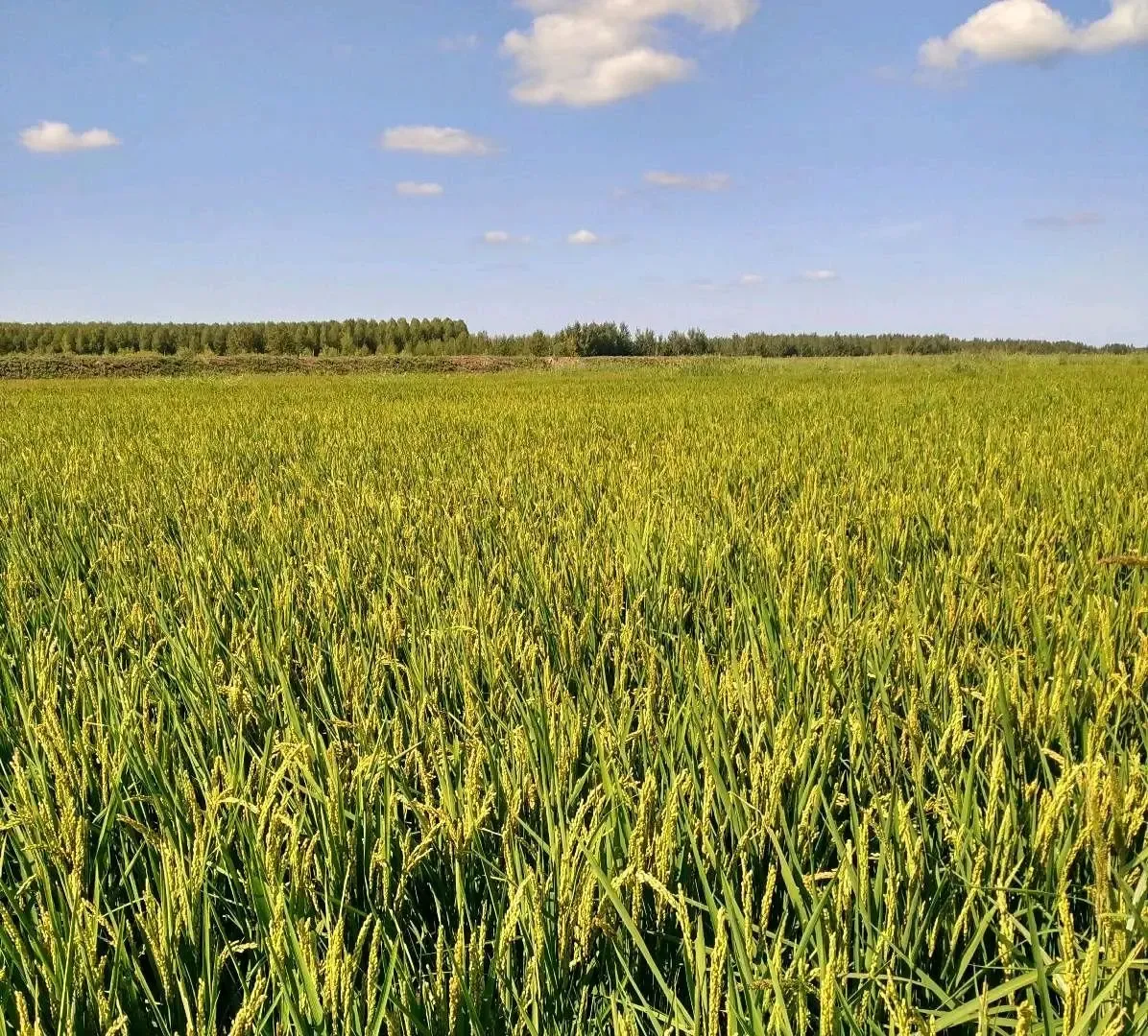 一千亩稻田整体打包转让