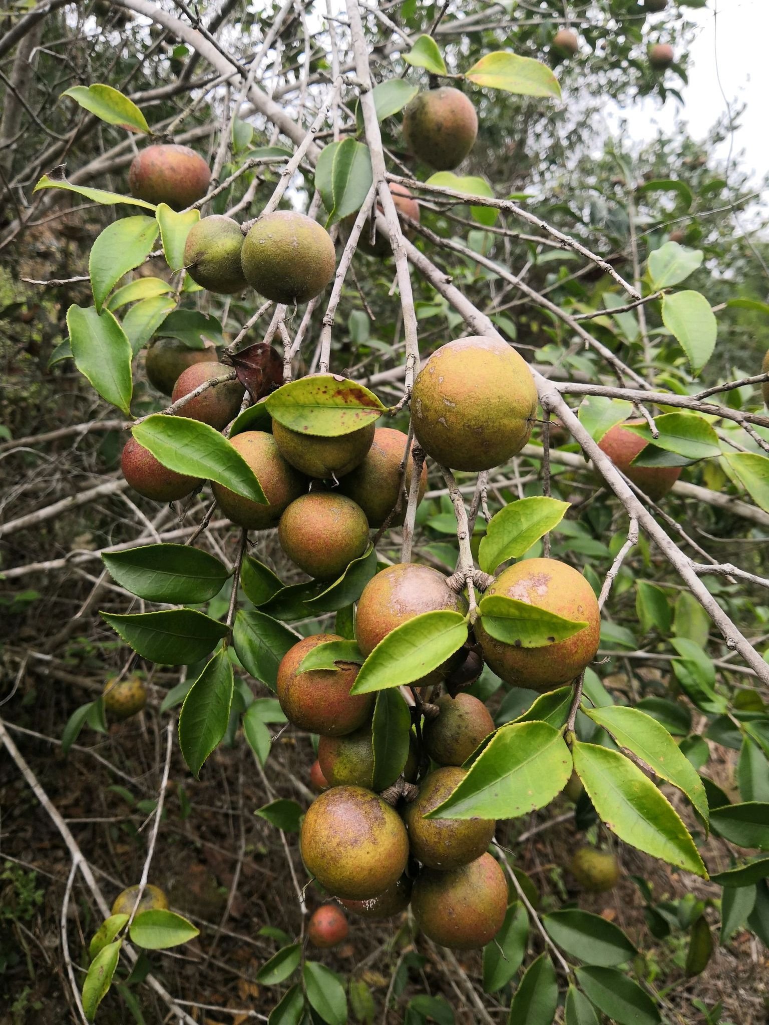 梧州油茶图片