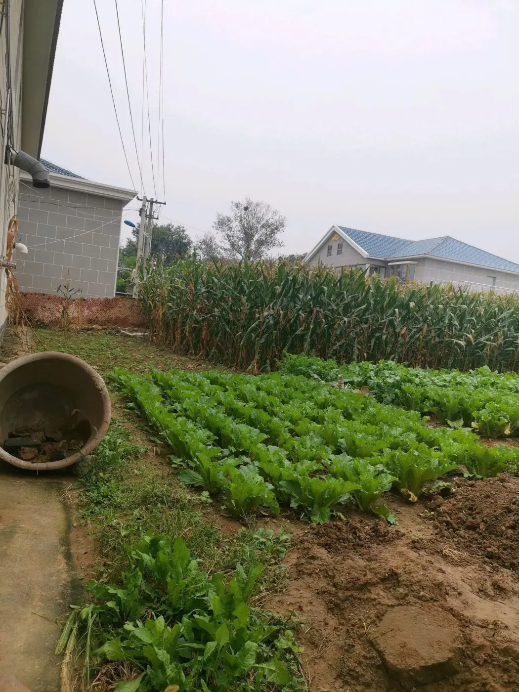 沈家营前吕庄村宅基地毛坯房转让,提供翻建房屋手续,交通便利,离城区7