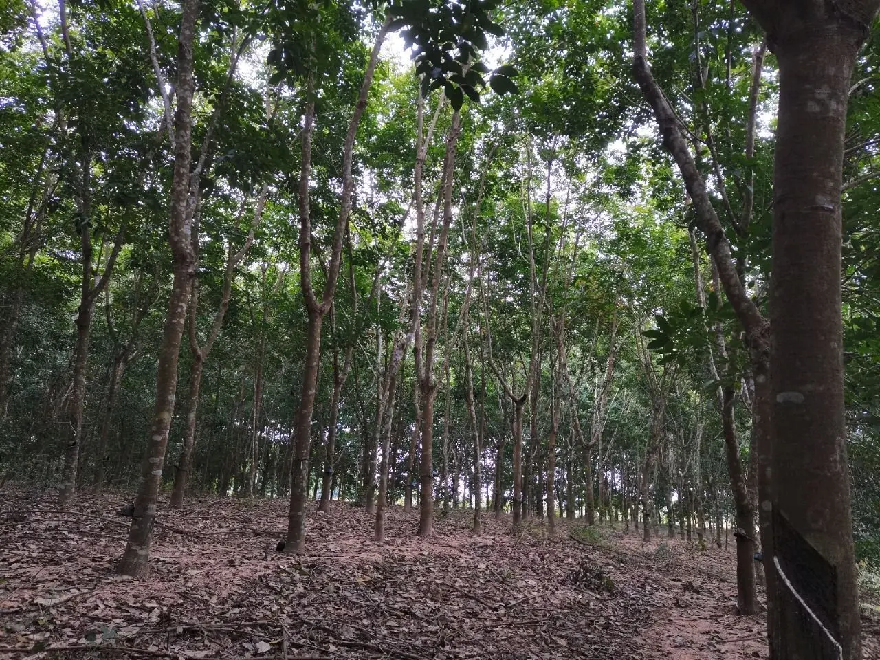 海南省儋州市橡胶地转让