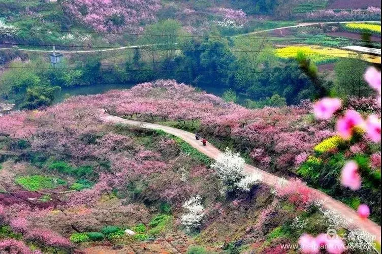 六枝特区桃花山的传说图片