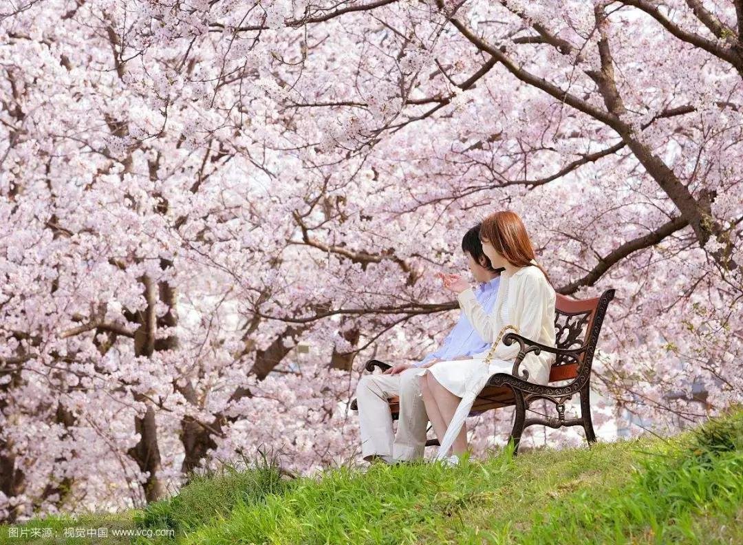 润达首届国际樱花节来袭，一起花前月下优雅漫步可好？（文中有福利）