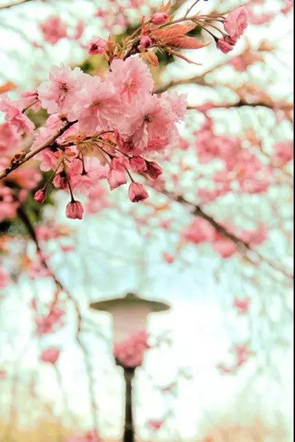 润达首届国际樱花节来袭，一起花前月下优雅漫步可好？（文中有福利）
