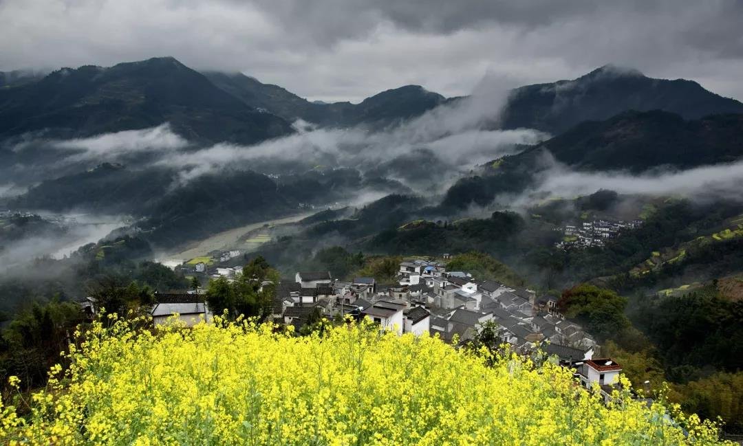 黄山最美油菜花摄影节3月23日在坡山开启