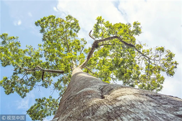 碧桂园天誉|植树节，你应当知道的小知识