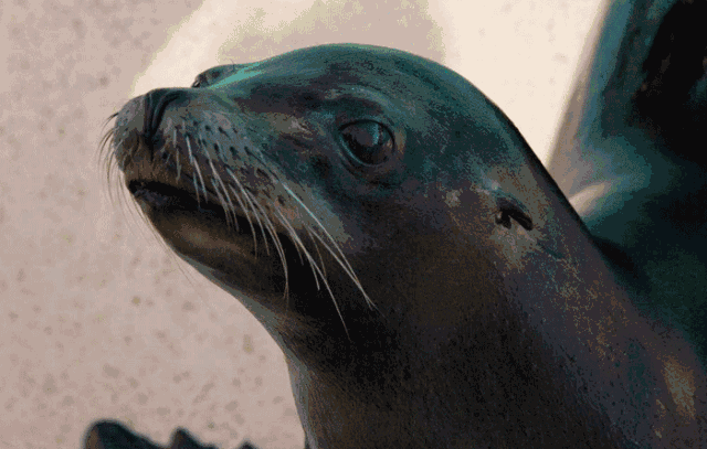 海狮表情包 动态图图片