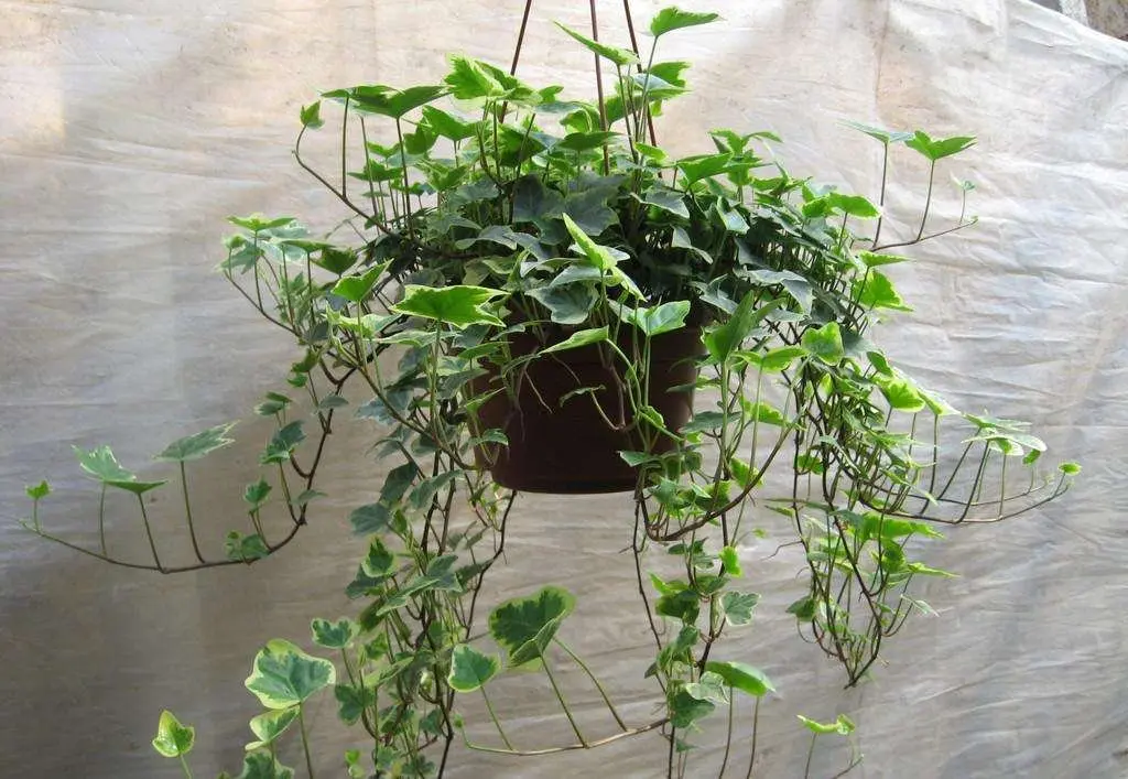 新房入住半年还有甲醛?聪明人都养这几种植物,难怪身体住健康