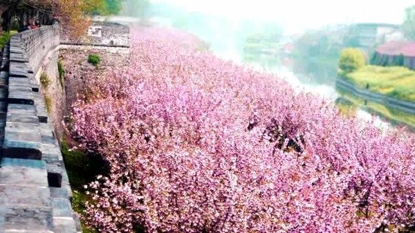荆州古城樱花