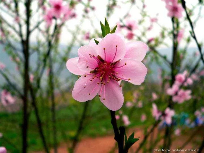 春暖花开季 与江景生活不期而遇！
