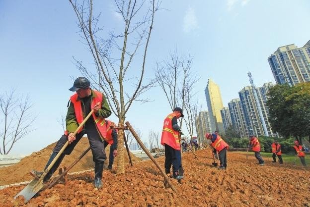 滨江公园二期下月与市民见面 樱花大道、紫荆大道将率先迎客