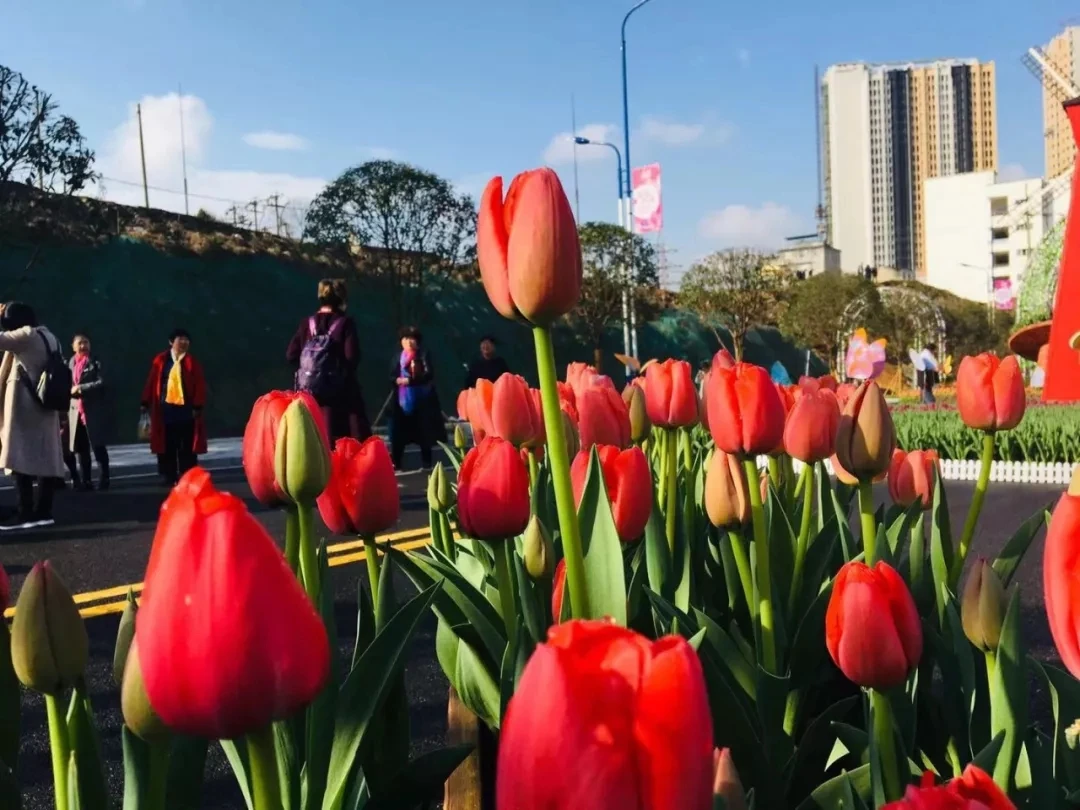 州城打卡新圣地，万花齐放待你来~