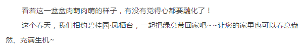 这个周末我们有多肉“萌萌哒”给你带回家！