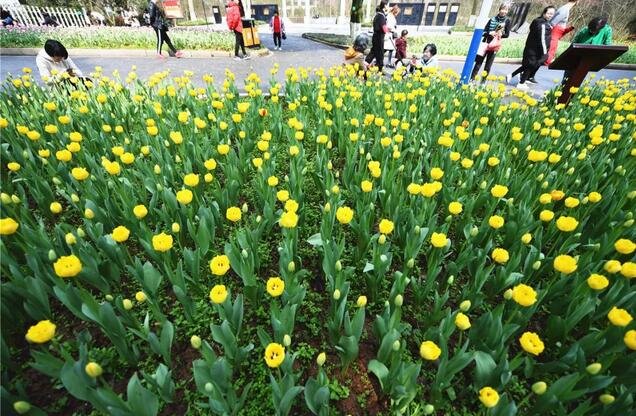 去植物园赏了的郁金香，我宣布一周后郴州就是最美的城市！