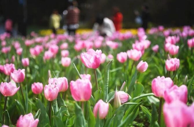 去植物园赏了的郁金香，我宣布一周后郴州就是最美的城市！