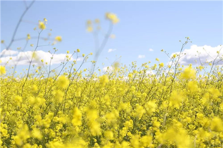 【龙沪江南里】｜春分至 万物荣 是一年好时节