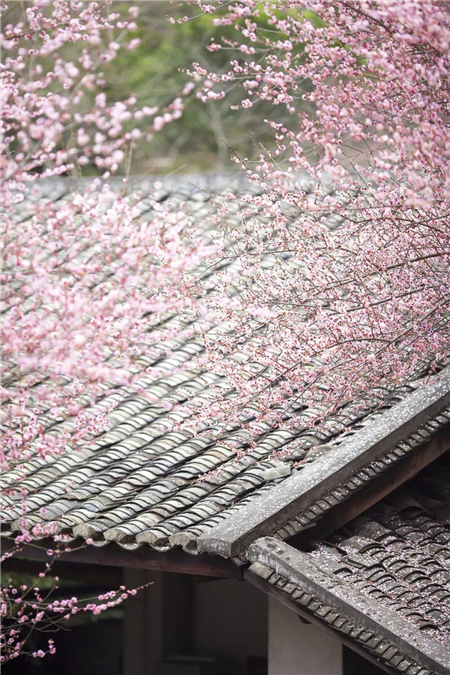 【龙沪江南里】｜春分至 万物荣 是一年好时节