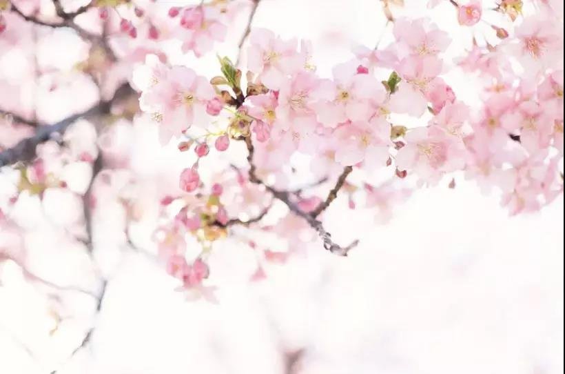 美樱花摄影大赛开始啦，快来一起拍出美丽的春天吧~