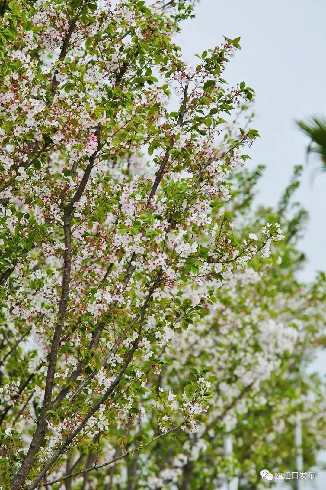 花期将至，趁春色正好，赴一场游园赏樱之旅