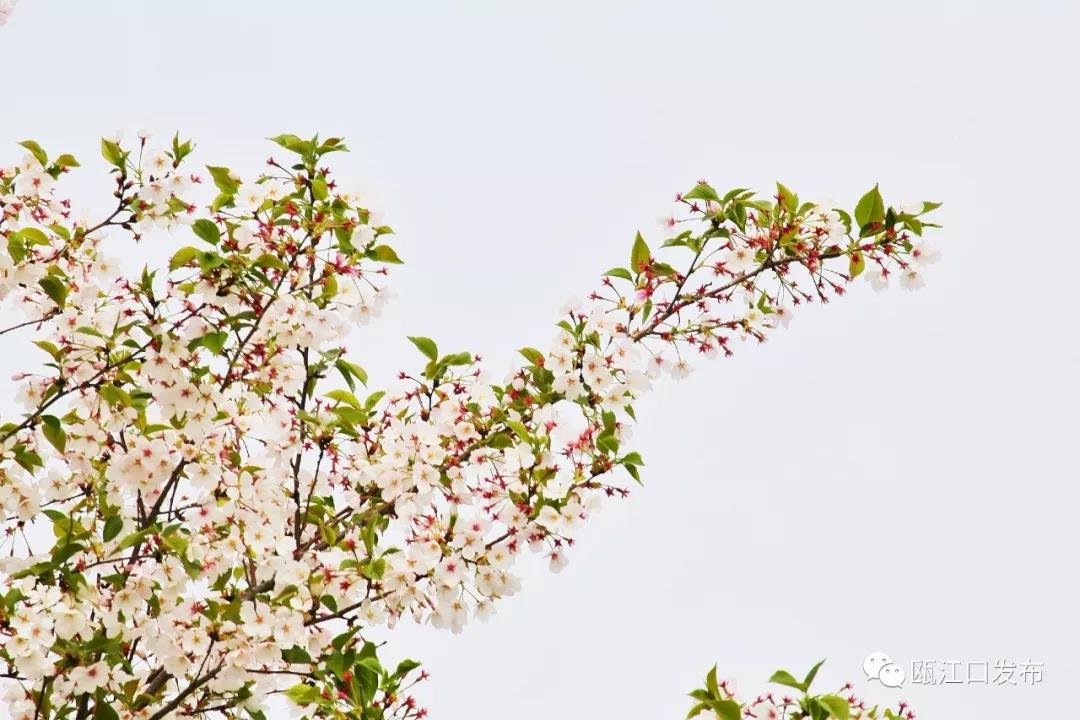 花期将至，趁春色正好，赴一场游园赏樱之旅
