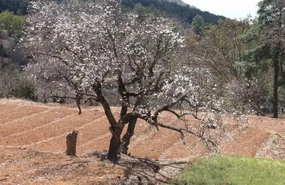 最美乡愁在鹤庆！ 2019奇峰梨花文化旅游节开幕