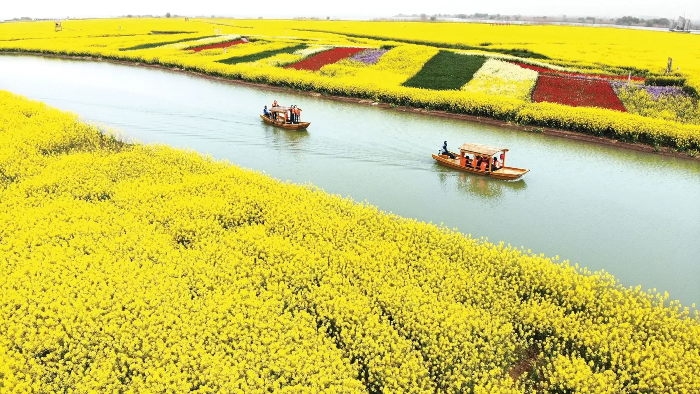 高邮湖郊野公园2000亩油菜花已进入盛花期清明小长假即将来临,除了