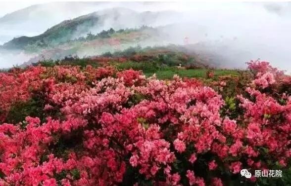 【约惠井冈】原山花院 | 这个春天您还有个和杜鹃花的约会