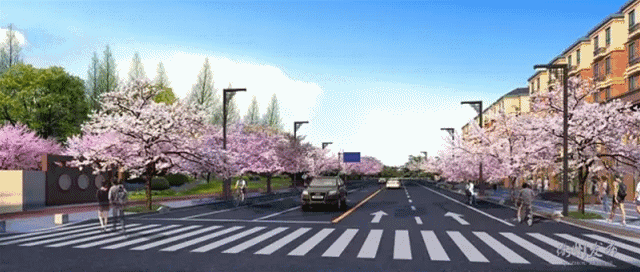 礼贤街片区双水路预计4月18日开通，樱花漫道没错了