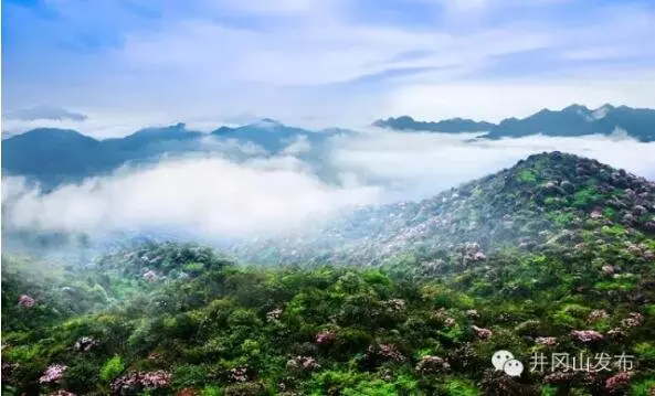 【约惠井冈】原山花院 | 这个春天您还有个和杜鹃花的约会