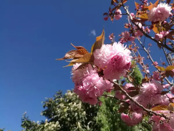 四月的雪山纳里