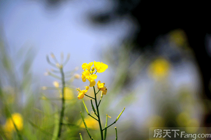 春暖花开，缤纷四月 |太子湖国际社区成就诗意园林美景！