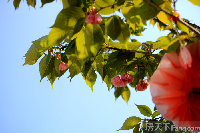 春暖花开，缤纷四月 |太子湖国际社区成就诗意园林美景！